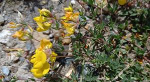 Narrow-leaved Bird's-foot Trefoil