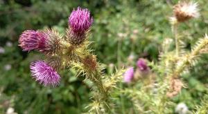 Slender Thistle