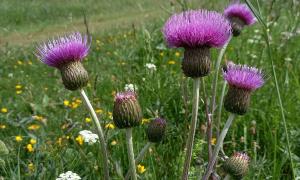 Melancholy Thistle