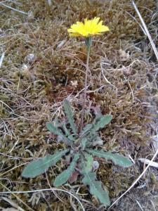 Lesser Hawkbit