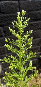 Canadian Fleabane