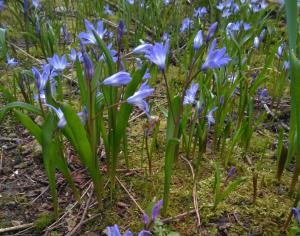 Alpine Squill