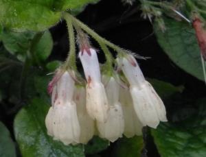 Creeping Comfrey