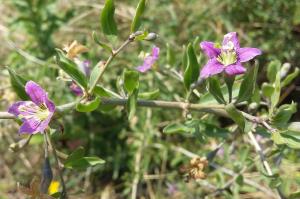 Duke of Argyll's Teaplant