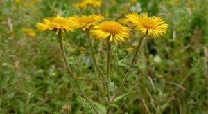 Common Fleabane