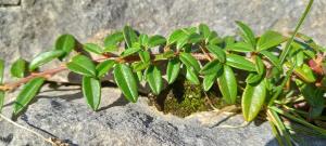 Willow-leaved Cotoneaster