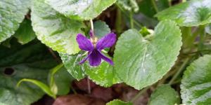 Sweet Violet