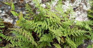 Brittle Bladder Fern