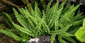 Green Spleenwort