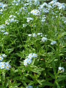 Water Forget-me-not