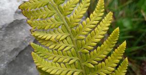 Hard Shield Fern