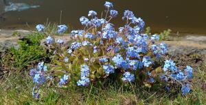 Wood Forget-me-not