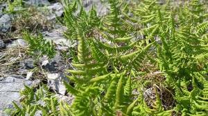 Limestone Fern