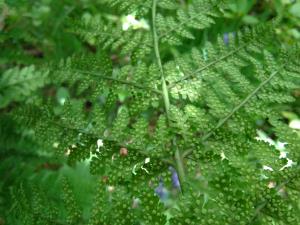 Broad Buckler Fern