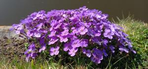 Purple Rock-cress