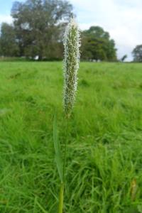 Meadow Foxtail