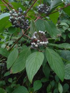 Red Osier Dogwood