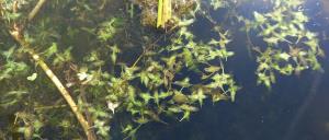 Ivy-leaved Duckweed