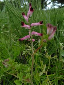 Common Fumitory