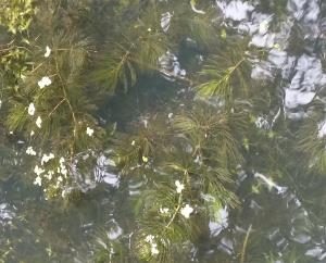 Rigid Hornwort