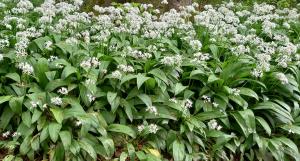 Wild Garlic