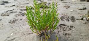 Common Glasswort