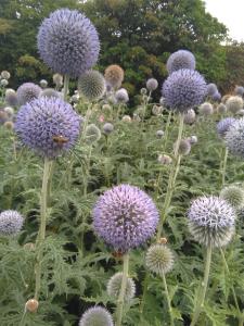 Blue Globe-thistle