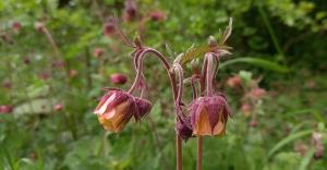 Water Avens