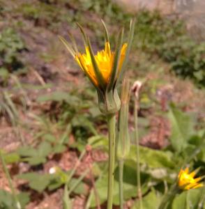 Goat's Beard