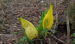 American Skunk-cabbage