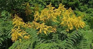 Canadian Goldenrod