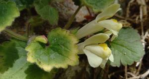 Trailing Snapdragon