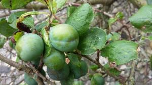 Greengage Plum