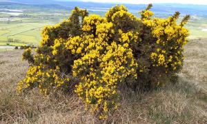 Common Gorse