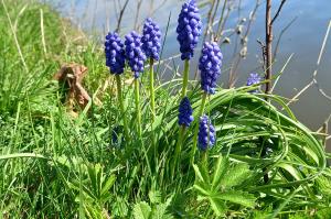 Garden Grape-hyacinth