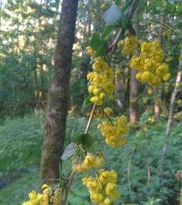 Common Barberry