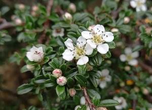 Littleleaf Cotoneaster