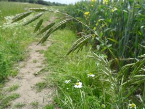 California Brome Grass