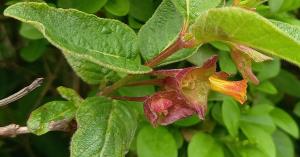 Californian Honeysuckle