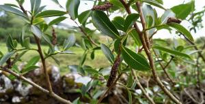 Tea-leaved Willow