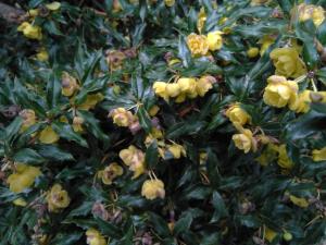 Golden Barberry