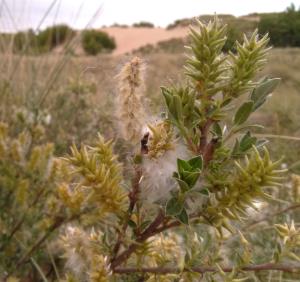 Creeping Willow