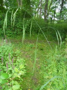 Hairy Brome Grass