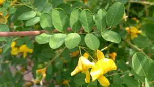 Bladder Senna