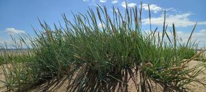 Marram Grass