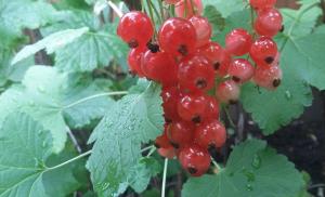 Red Currant