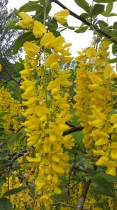 Scottish Laburnum