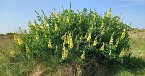 Tree Lupin