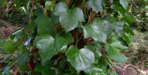 Irish Ivy