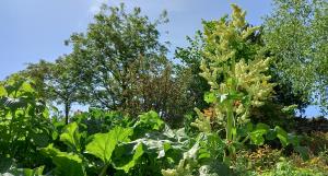 Garden Rhubarb